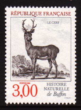 cerf